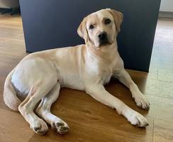 Abu von der Vollburg-Labrador Retriever