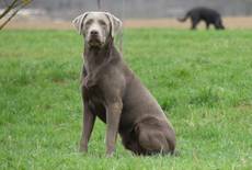 Alander von der Käbacher Meute-Labrador Retriever