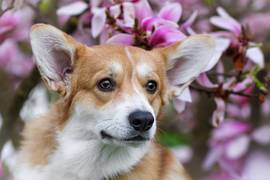 Amansi Amulett-Welsh Corgi Pembroke