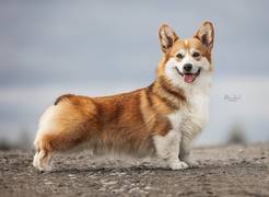 Amansi Devil's Advocate-Welsh Corgi Pembroke