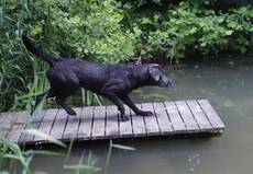 Ares Wittelsbache-Labrador Retriever