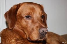 Berti dunkel foxred-Labrador Retriever