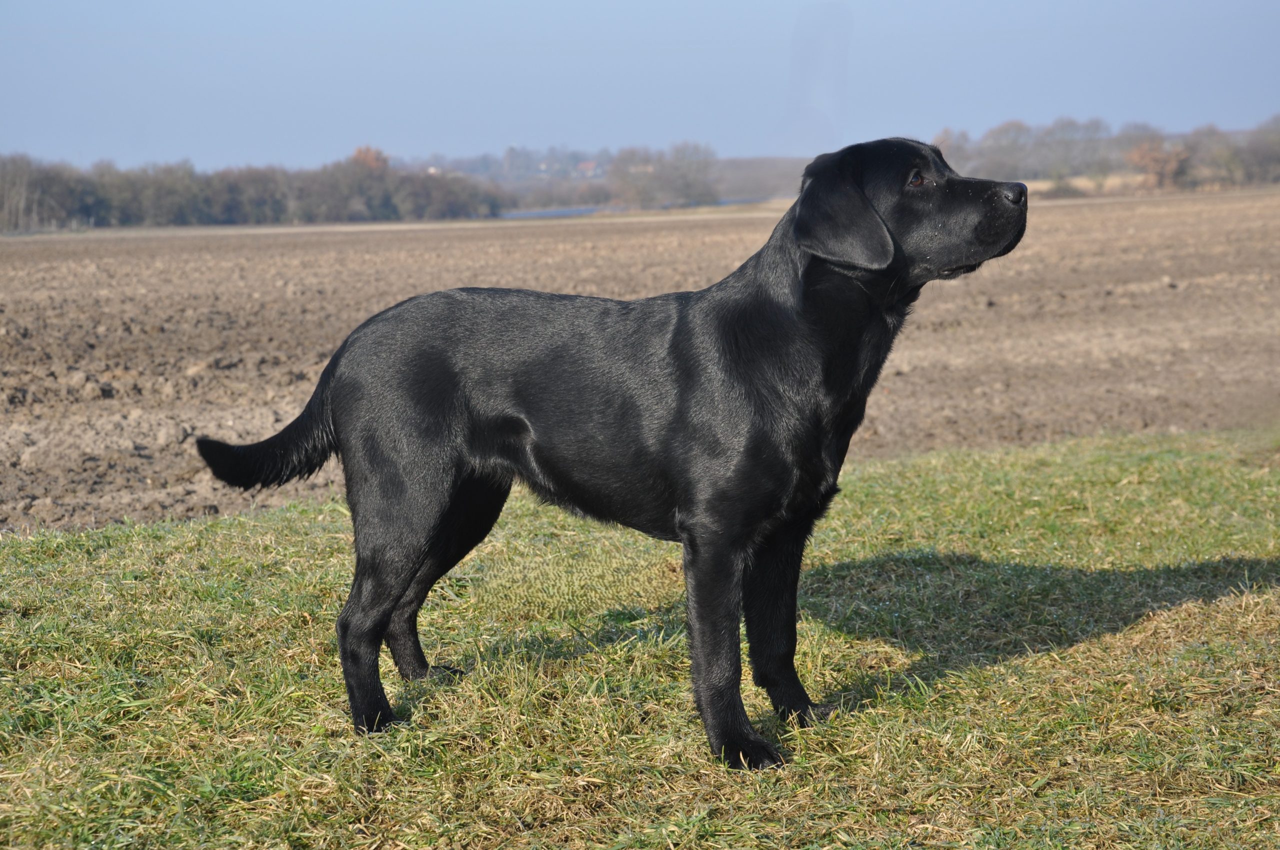 Blue Floria vom Hortensiengarten- Labrador Retriever