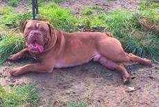 D-Attila of Glacial Valley Bulls-Bulldog D-Attila of Glacial Valley Bulls-Bulldog