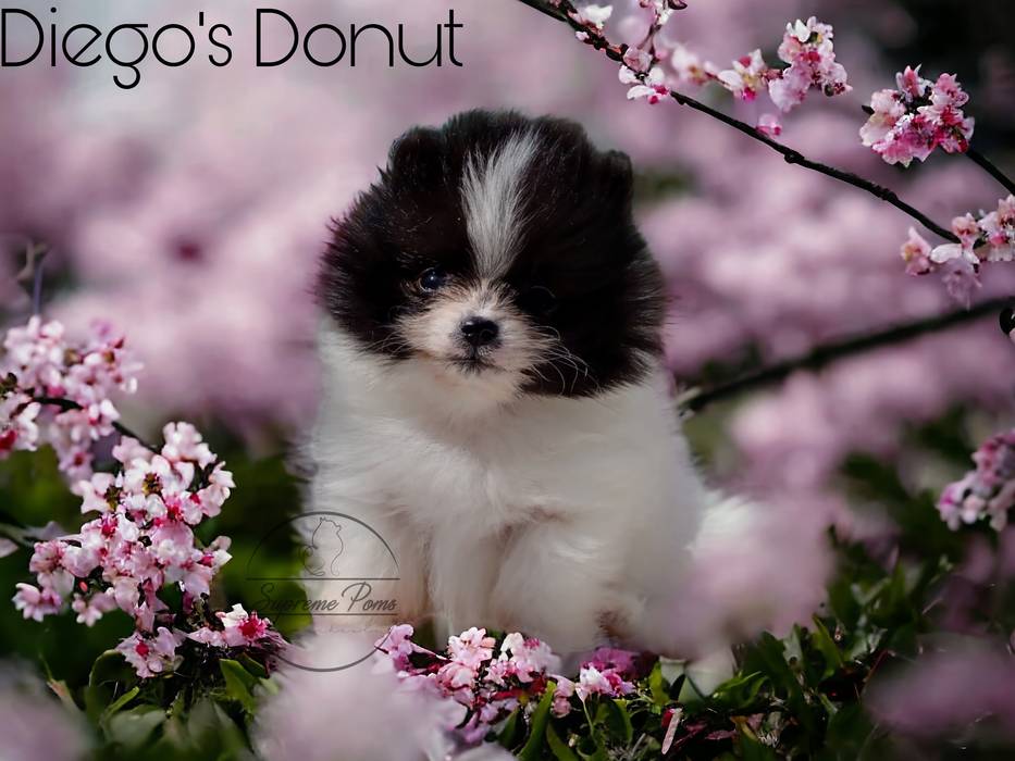 DIEGO'S DONUT