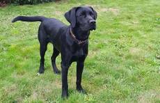 Duke of Black Forest-Labrador Retriever Duke of Black Forest-Labrador Retriever