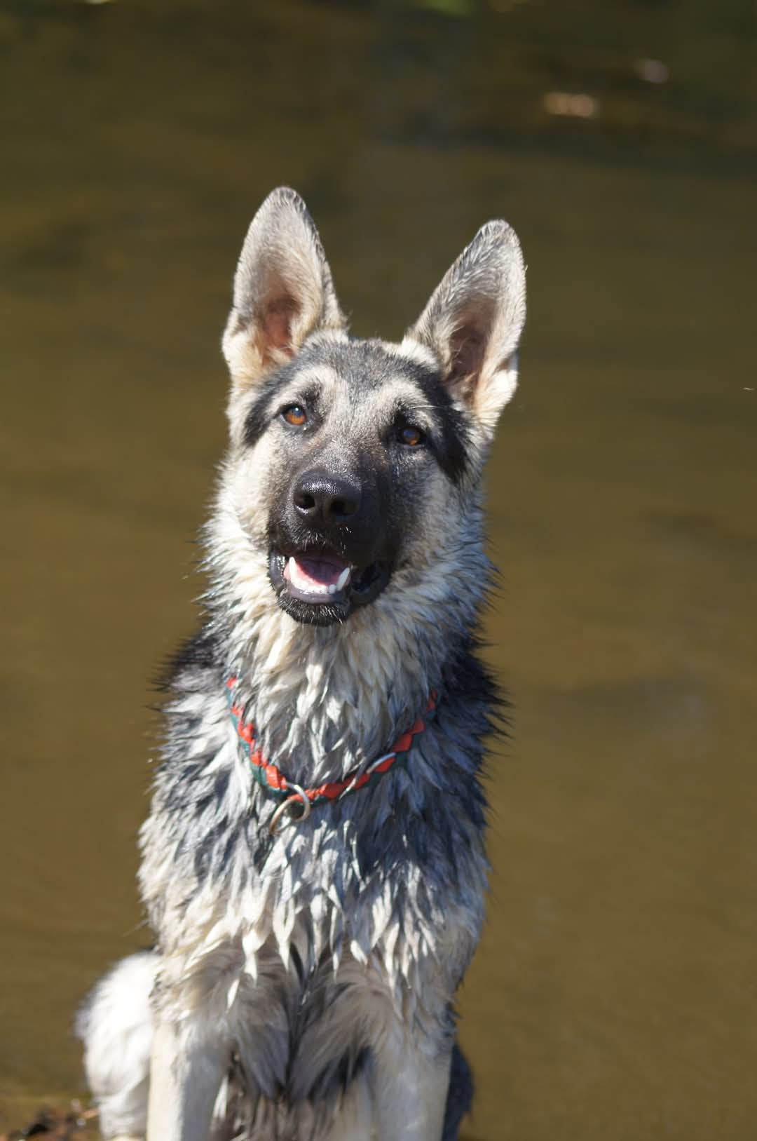 Epona White Shadow-Schäferhund