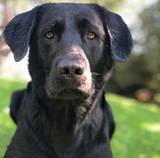 Exton von Hirschenberg-Labrador Retriever Exton von Hirschenberg-Labrador Retriever