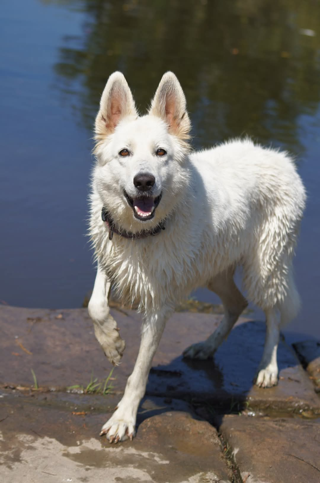 Goya vom weißen Wolfsblut-Schäferhund