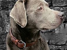 Hunter of Magic Love-Labrador Retriever Hunter of Magic Love-Labrador Retriever