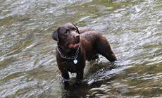 Lukas von Gsengertstein-Labrador Retriever Lukas von Gsengertstein-Labrador Retriever