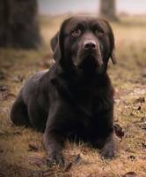 Nash-Nox vom Riesenho-Labrador Retriever Nash-Nox vom Riesenho-Labrador Retriever