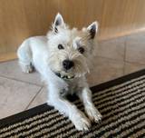 Oskar von Traumblick Anders-West Highland White Terrier Oskar von Traumblick Anders-West Highland White Terrier