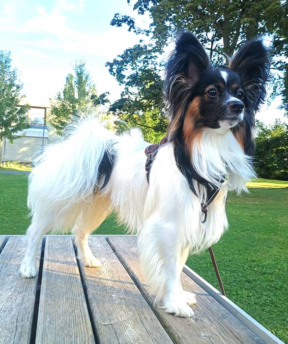 Papillon Rüde