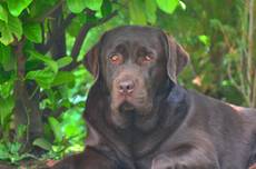 Paul vom Köckhof-Labrador Retriever Paul vom Köckhof-Labrador Retriever