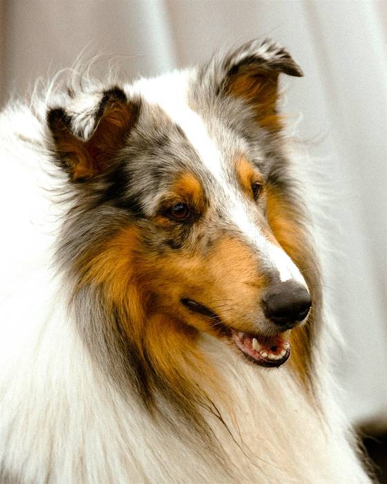 collie