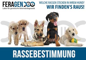 csm_Rassebestimmung_puppies_group_7ccdcd0206