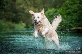 Absolutly Amazing Anton v.d. Dettelbacher Goldies-Golden Retriever