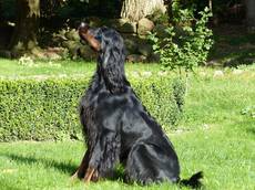 Aika von der Warbelsburg-Gordon Setter