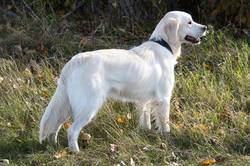 Aimee from Sunshine Valley-Golden Retriever 2