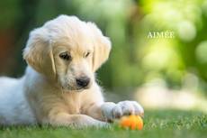 Aimee from Sunshine Valley-Golden Retriever