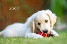 Aliou from Sunshine Valley-Golden Retriever