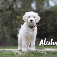 Alisha vom Weidenhof-Goldendoodle