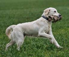 Alphonse from Sunshine Valley-Golden Retriever 2