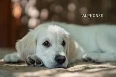 Alphonse from Sunshine Valley-Golden Retriever