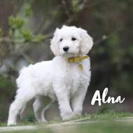 Alwa vom Weidenhof-Goldendoodle