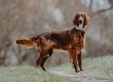 Amberly Rose of the maroon fellows-Irish Red Setter