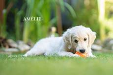 Amelie from Sunshine Valley-Golden Retriever