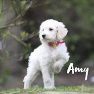 Amy vom Weidenhof-Goldendoodle