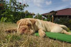 Anni von Hannis Dream Dogs-Shar Pei