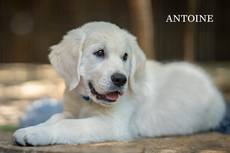 Antoine from Sunshine Valley-Golden Retriever