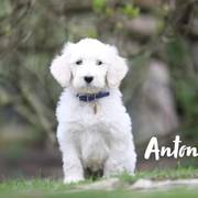 Anton vom Weidenho-Goldendoodle