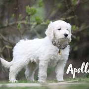 Apollo vom Weidenhof-Goldendoodle