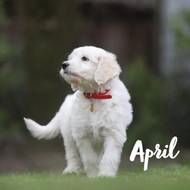 April vom Weidenhof-Goldendoodle