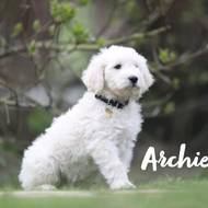 Archi vom Weidenhof-Goldendoodle