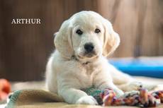 Arthur from Sunshine Valley-Golden Retriever