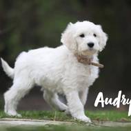 Audny vom Weidenhof-Goldendoodle