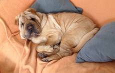 Baby Cinderella vom Hannis Dream Dogs-Shar Pei