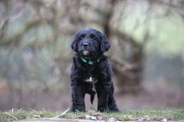 Balley vom Weidenhof-Goldendoodle