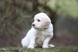 Barney vom Weidenhof-Goldendoodle