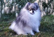 Baron Performan of Pandy Sharm-Pomeranian Zwergspitz