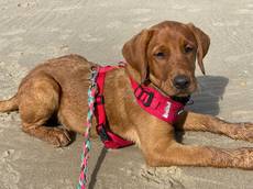 Be my sunshine Bukephalos von der Berners Bande-Labrador Retriever