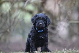 Beau vom Weidenhof-Goldendoodle