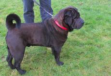 Beethoven Hannis Dream Dogs Albert-Shar Pei