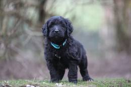 Ben vom Weidenhof-Goldendoodle