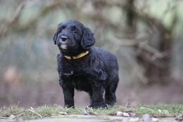 Birko vom Weidenhof-Goldendoodle